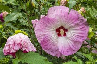 Ketmia bagienna, Hibiscus