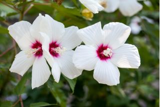 Ketmia bagienna, Hibiscus