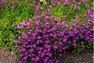 Lobelia Mitternachtsblau - fioletowa