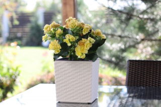 Doniczka kwadratowa Juka - 25 cm - rattan biała