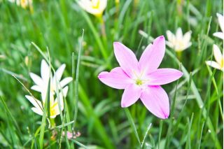 Ipheion - Ifejon - Charlotte Bishop - 10 szt.