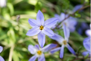 Ipheion - Ifejon - Uniflorum - 10 szt.