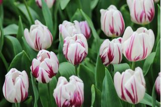 Tulipan Flaming Flag - opak. 5 szt.