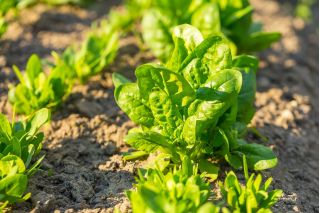 BIO Szpinak Winterreuzen - Certyfikowane nasiona ekologiczne