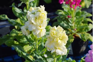 Lewkonia letnia Excelsior Yellow Goddess