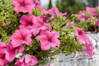 Petunia wielkokwiatowa - różowa