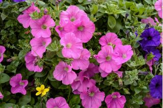 Petunia wielkokwiatowa - różowa
