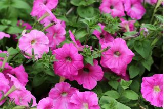 Petunia wielkokwiatowa - różowa