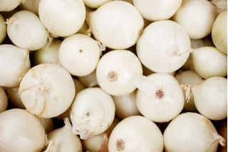 Cebula Finezja - biała, łagodna w smaku, dobra do przechowywania