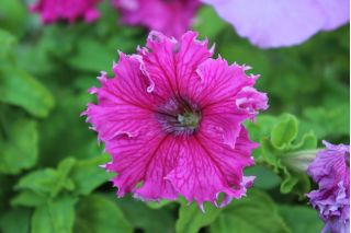 Petunia o kwiatach strzępiastych - różowa