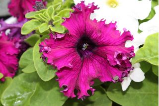 Petunia o kwiatach strzępiastych - mieszanka