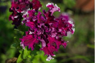 Petunia o kwiatach strzępiastych - mieszanka