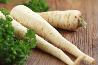 Pietruszka Lenka Ożarowska - aromatyczny miąższ - NASIONA ZAPRAWIANE