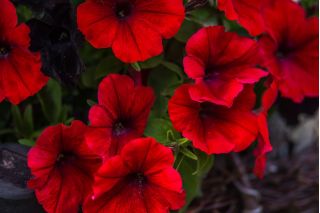 Petunia ogrodowa - Kaskada czerwona - Superkaskadia