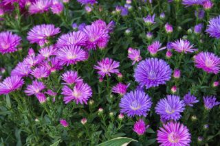 Aster karłowy Pepite - mieszanka