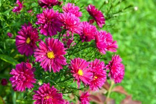 Aster karłowy Pepite - mieszanka
