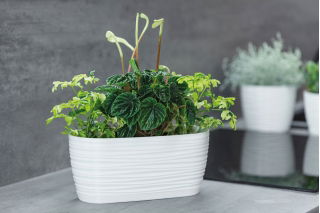 Osłonka podłużna Sahara petit - 27 x 13 cm - biała