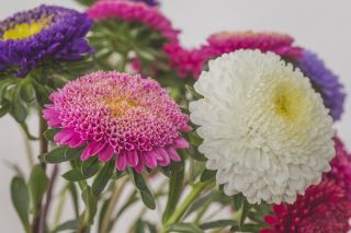 Aster pomponowy Bolero - mieszanka