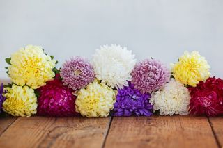 Aster - Duchesse - mieszanka