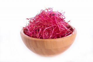 Nasiona na kiełki - Zestaw XL 4 - 8 szt.