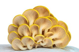 Boczniak cytrynowy - Duża paczka - 100 szt. - grzybnia na kołkach