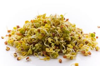 Nasiona na kiełki - Zestaw XL - 8 szt.