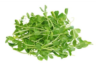 Nasiona na kiełki - Zestaw XL 3 - 8 szt.