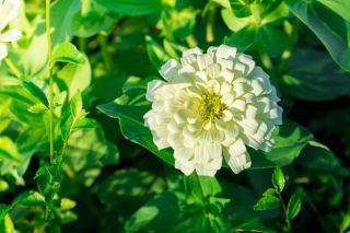 Cynia wytworna karłowa Liliputek - biała