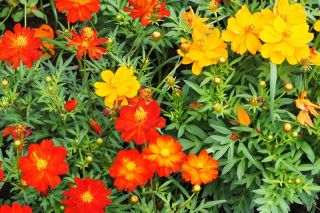 Onętek Lichterfest - mieszanka