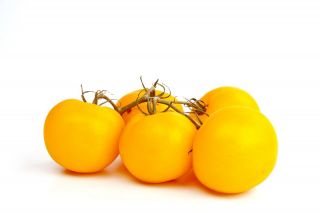 Pomidor Romus - gruntowy, wysoki