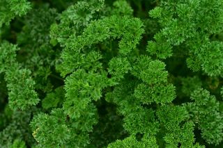 Pietruszka naciowa Rizado Verde Oscuro - kędzierzawa