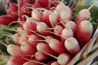 Rzodkiewka Esmeralda F1 - podłużna z białym końcem