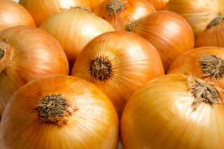 BIO Cebula - Certyfikowane nasiona ekologiczne