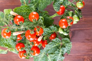 Mini ogród - Pomidor typu cherry - czerwony - do uprawy na balkonach i tarasach