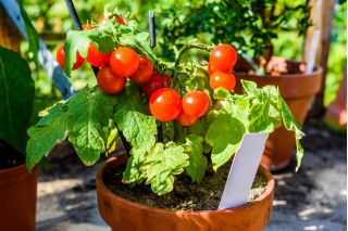 Mini ogród - Pomidor typu cherry - czerwony - do uprawy na balkonach i tarasach