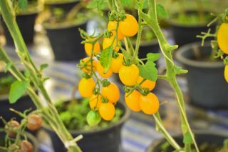 Mini ogród - Pomidor typu cherry - żółty - do uprawy na balkonach i tarasach