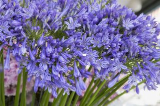 Agapant niebieski - Agapanthus Blue