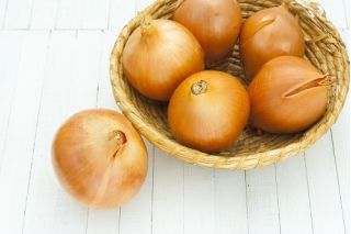 Cebula Wolska - NASIONA ZAPRAWIANE