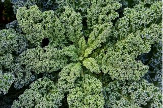 BIO Jarmuż Westlandse Herfst - certyfikowane nasiona ekologiczne