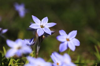 Ipheion - Ifejon - Rolf Fiedler - duża paczka! - 100 szt.