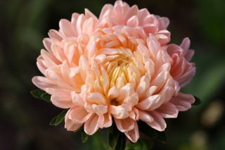 Aster - Duchesse - łososiowy