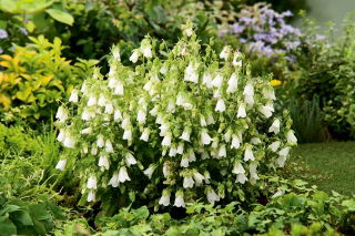 Zrostka, Symfiandra