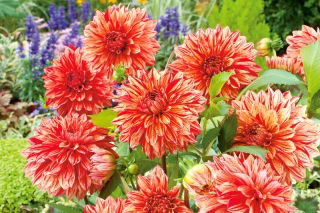 Dalia - Pippi