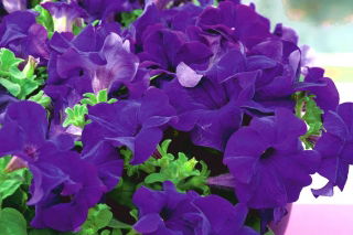 Petunia ogrodowa Nokturn - granatowa