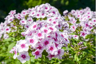 Floks (Phlox) - Płomyk wiechowaty - Graf Zeppelin - 1 szt.