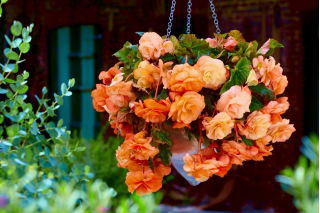 Begonia pachnąca - Aromantics - 2 szt.