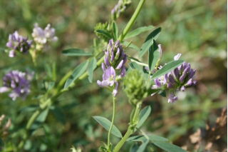 Lucerna siewna Eugenia - 1 kg