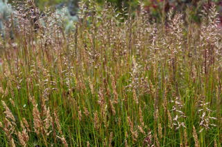 Kostrzewa czerwona Belleaire - 5 kg