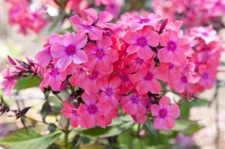 Floks (Phlox) - Płomyk wiechowaty - Windsor - GIGA paczka! - 50 szt.
