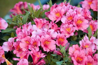 Alstremeria - Alstroemeria Roze - duża paczka! - 10 szt.